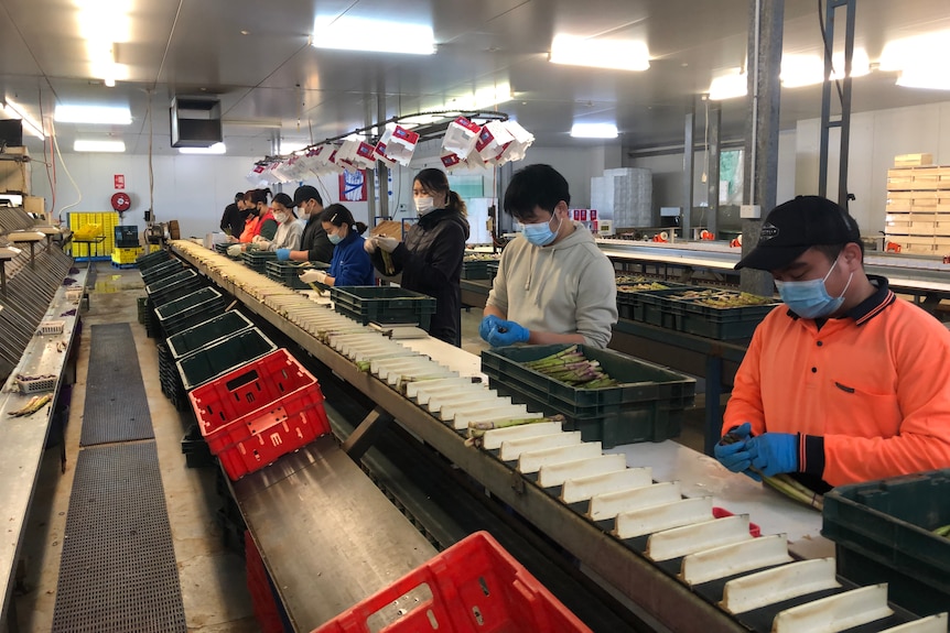 Several workers stand in a row packing asparagus 
