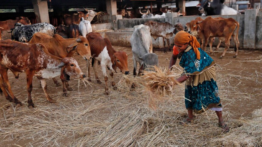 A woman spreads out fodder for rescued cattle at a "goushala", or a cow shelter.
