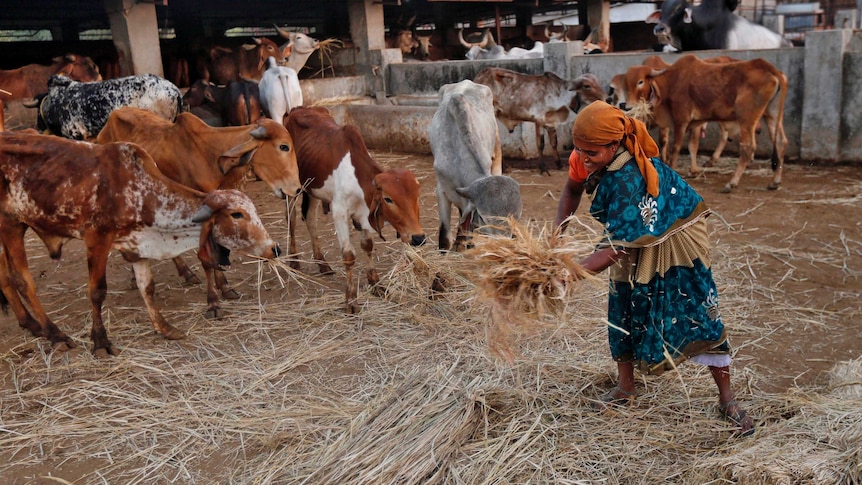 Woman feeds cows at a Hindu cow shelter in India