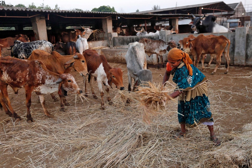 Woman feeds cows at a Hindu cow shelter in India