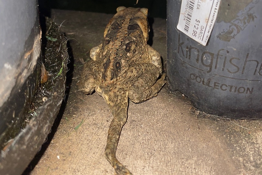 A five-legged toad found
