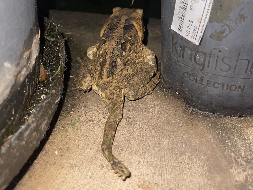 A five-legged toad found