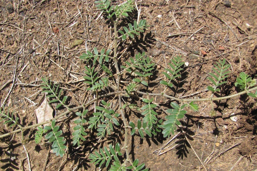 Caltrop weed