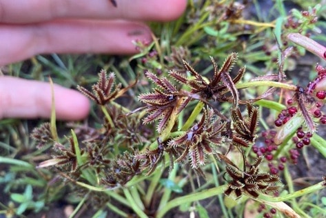 close up of a hand holding leaves of the bearded flat sedge with red, narrow leaves.