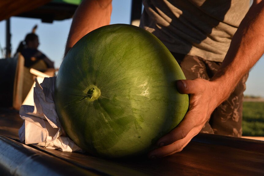 Close up shot of a watermelon being held by a man