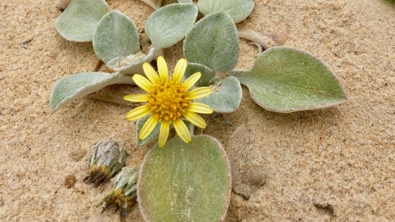 A yellow daisy surrounded by green leaves on a sand dune.
