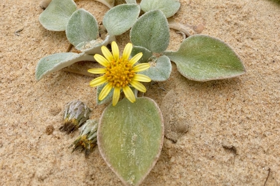 A yellow daisy surrounded by green leaves on a sand dune.