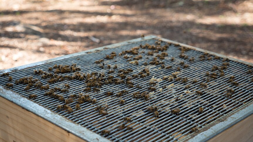 A steel grill stops the queen moving from the nest to the hive.