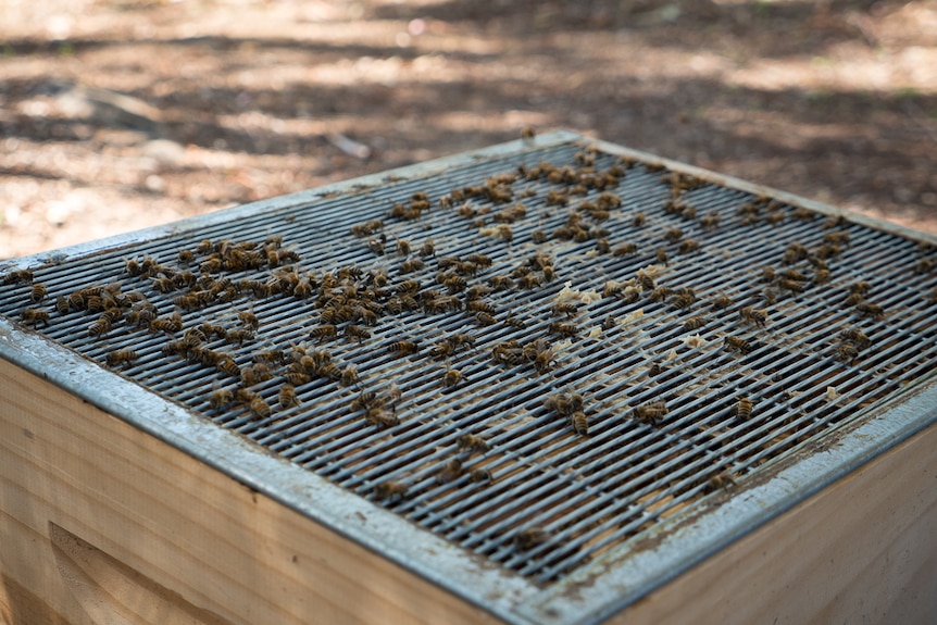 A steel grill stops the queen moving from the nest to the hive.