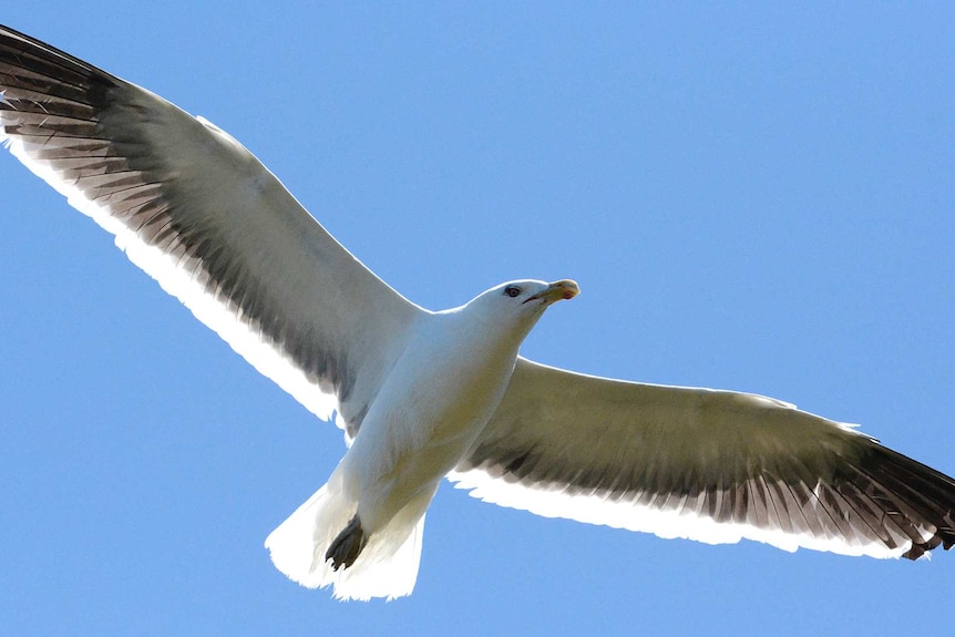 Kelp gull