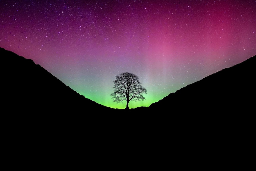 Aurora borealis lights the sky up green and purple.
