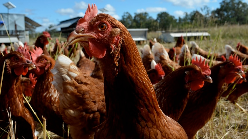 Two thousand hens find freedom on a central Queensland egg farm