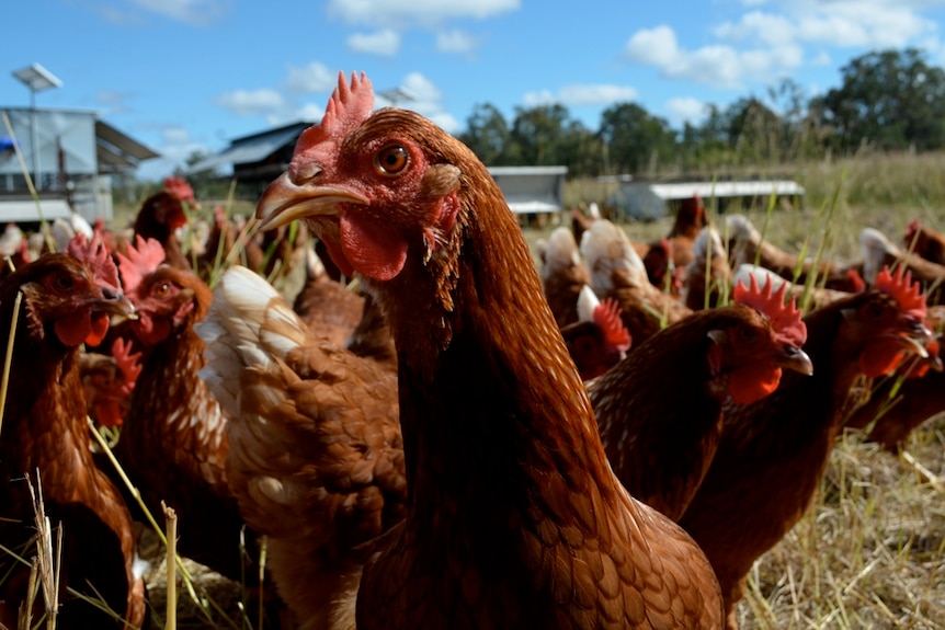 Egg farmers are calling on supermarkets to stop discounting eggs