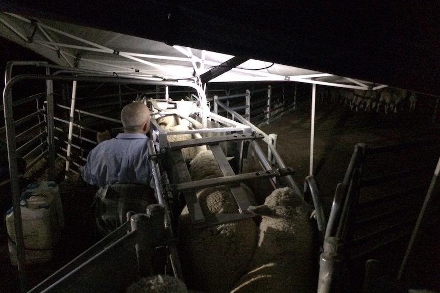 Pregnancy testing sheep at 3am to beat the heat at Mungadal Station, near Hay, in New South Wales.