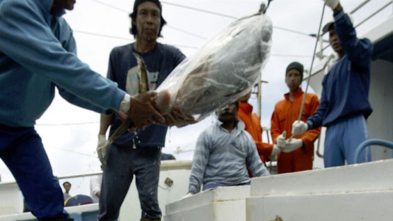 Indonesian fishermen unload their catch of tuna