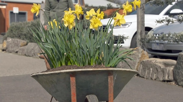 Wheelbarrow filled with yellow daffodils