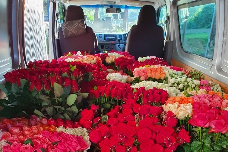 Tubs of red and pink roses filling the back of a mini van.