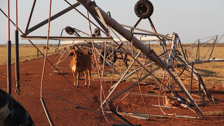 A cow stands beneath an irrigation pivot which has been knocked over in a storm
