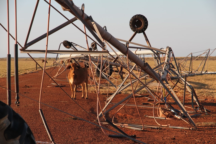 A cow stands beneath an irrigation pivot which has been knocked over in a storm