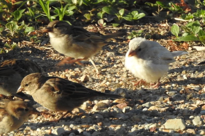 Brown sparrows and one white sparrow forage in the morning sun