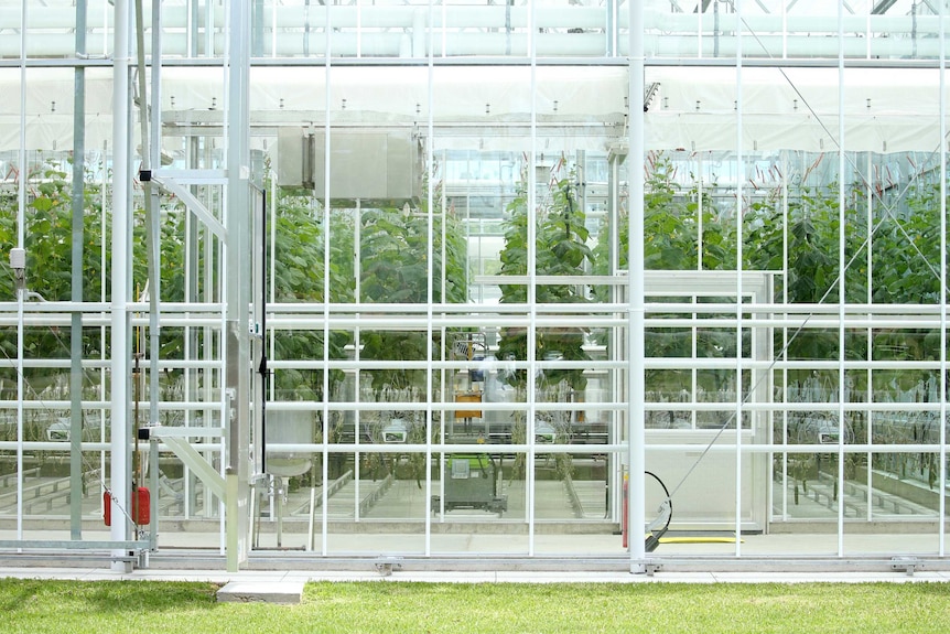 Green Plants growing up strings as seen through a modern glasshouse at Hawkesbury Campus of Uni of Western Sydney