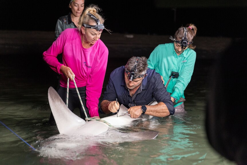 A group of men and women in shallow women, handling a shark in water.