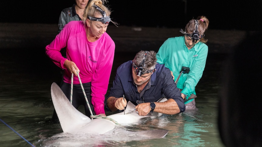 A group of men and women in shallow women, handling a shark in water.