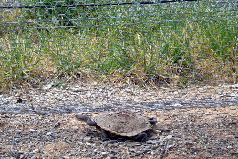 Local resident turtles at Mulligans Flat