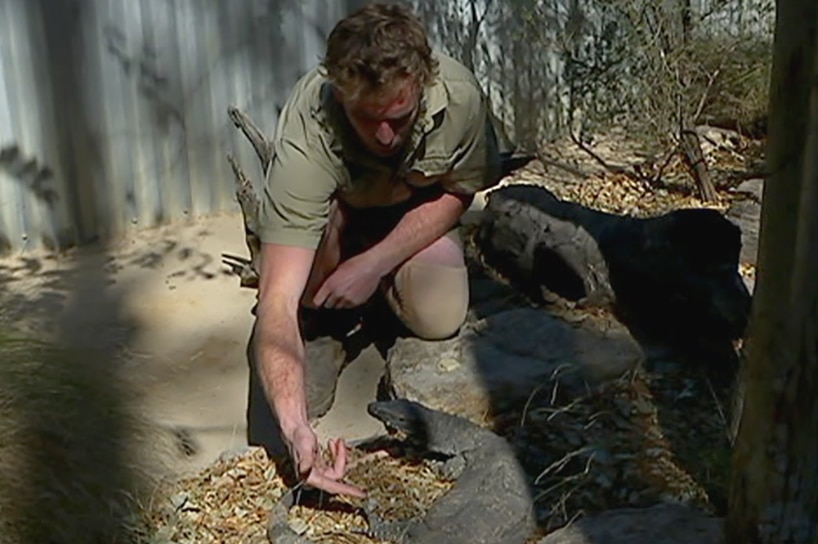 A reptile keeper inside an enclosure with a lace monitor