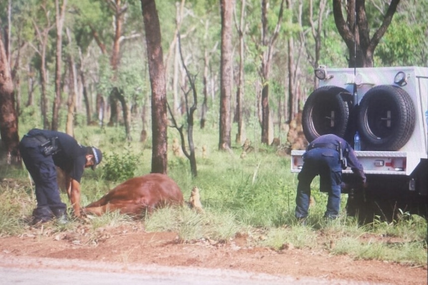 NT Police move cattle off the Stuart Highway