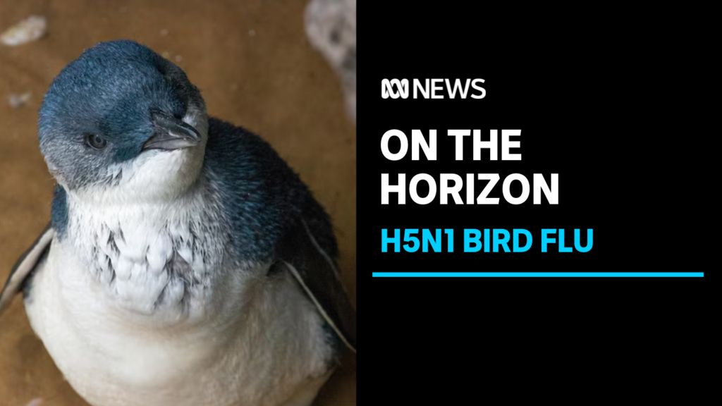 Ecologists warn of impending risk of deadly strain of bird flu - ABC News