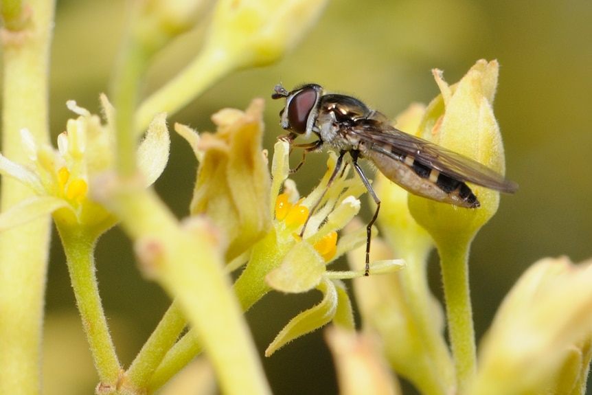 small fly on a flower