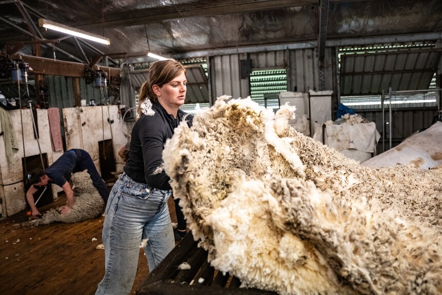 A woman throws a wool in the shearing shed