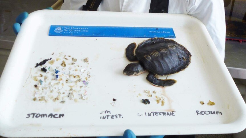 Dr Kathy Townsend holding a tray with a young flatback turtle that died, next to pieces of plastic it had eaten.