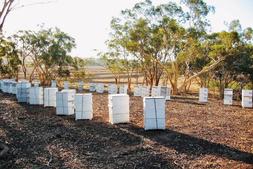 White beehives stand on supports in a bush setting