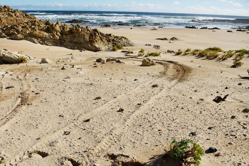 Vehicle tracks in sand on coastline.