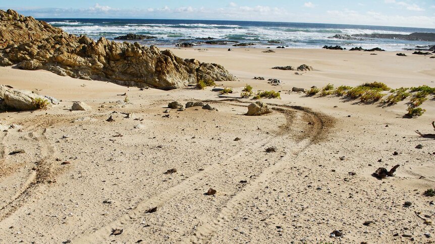 Vehicle tracks in sand on coastline.