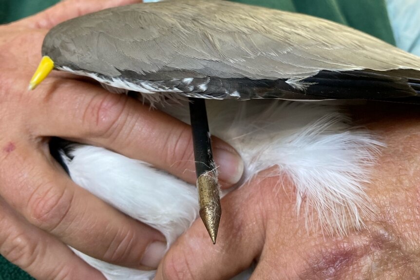 an arrow poking through underneath the wing of a plover