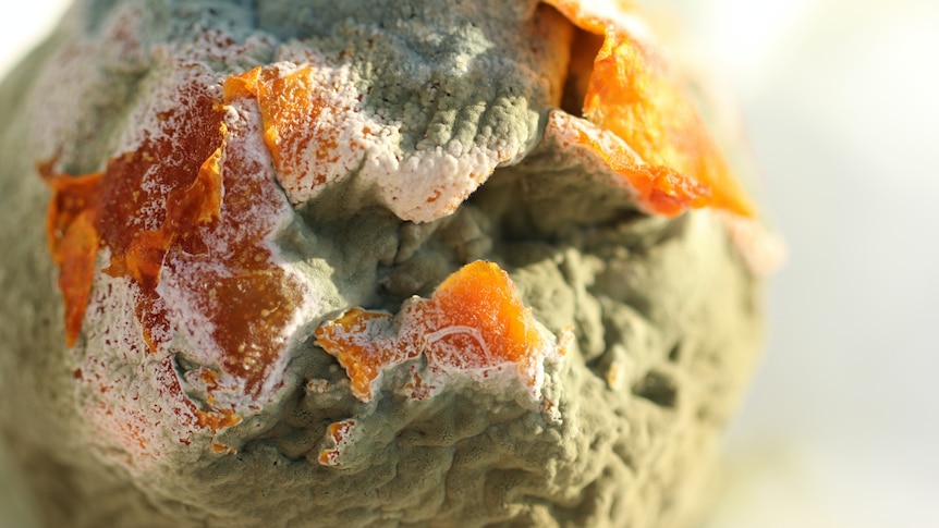 A close up photo of what appears to be orange citrus fruit with blue-grey mould on it