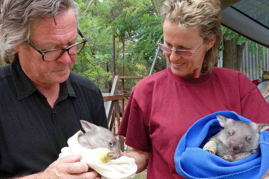 Bill and Leslie Waterhouse enjoy nursing animals such as these baby wombats back to health, but fear for their future back in the wild.