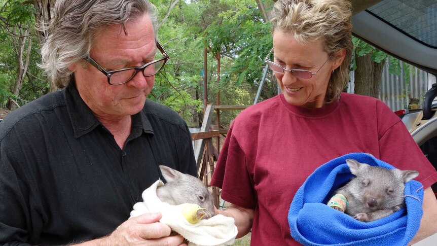 Bill and Leslie Waterhouse enjoy nursing animals such as these baby wombats back to health, but fear for their future back in the wild.