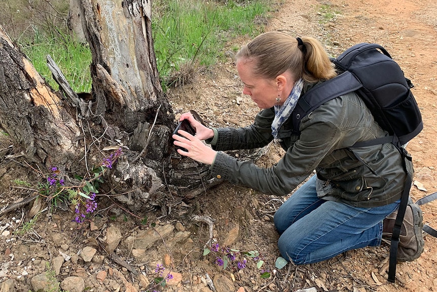 Woman on walking track crouches down next to tree and takes a photo.