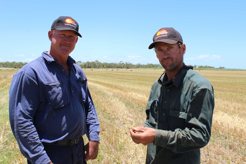 Burdekin farmer Gary Spotswood and farmhand Jordy Oostrom stand in front of their first freshly-harvested rice crop.