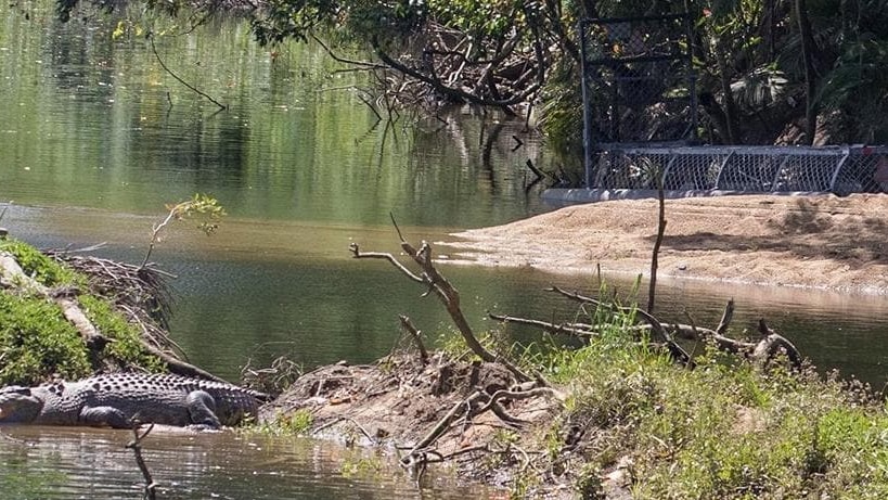 Howard the crocodile near a baited trap set for him by Queensland's Environment Department.