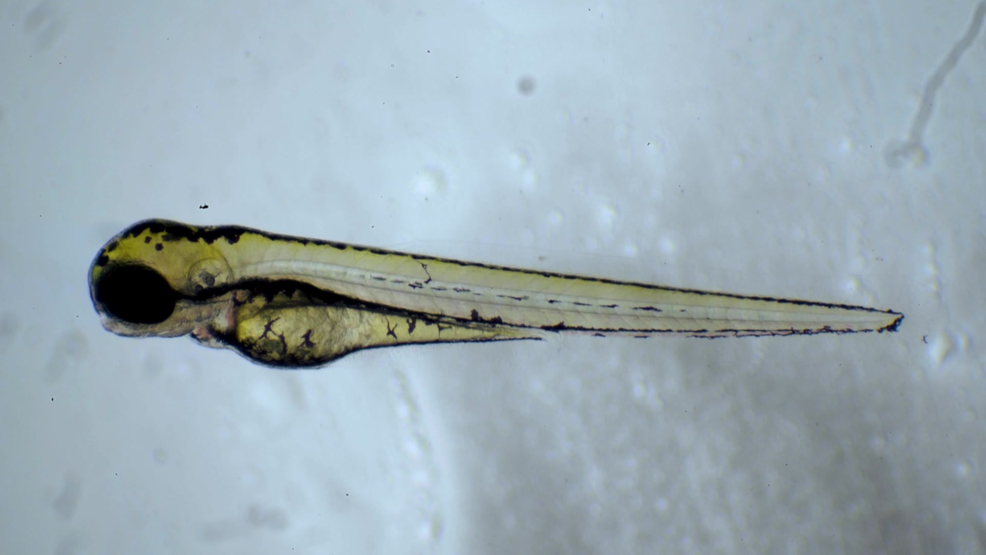 Uma pequena larva de peixe.