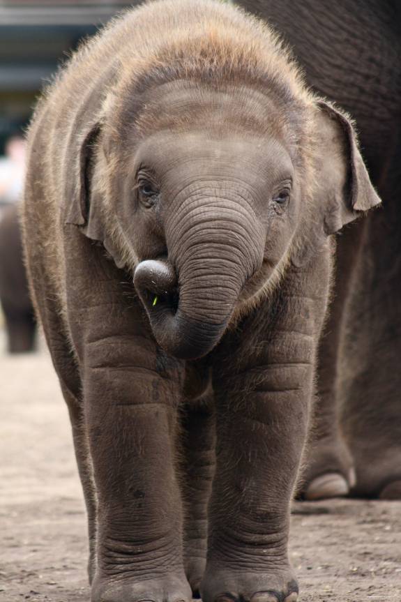 Elephant at Sydney's Taronga Zoo dies from herpes leaving keepers
