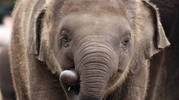 A elephant looks at the camera.