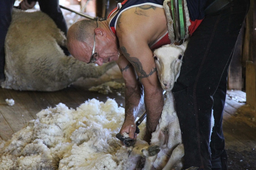 A shearer at work at Kimo Station.