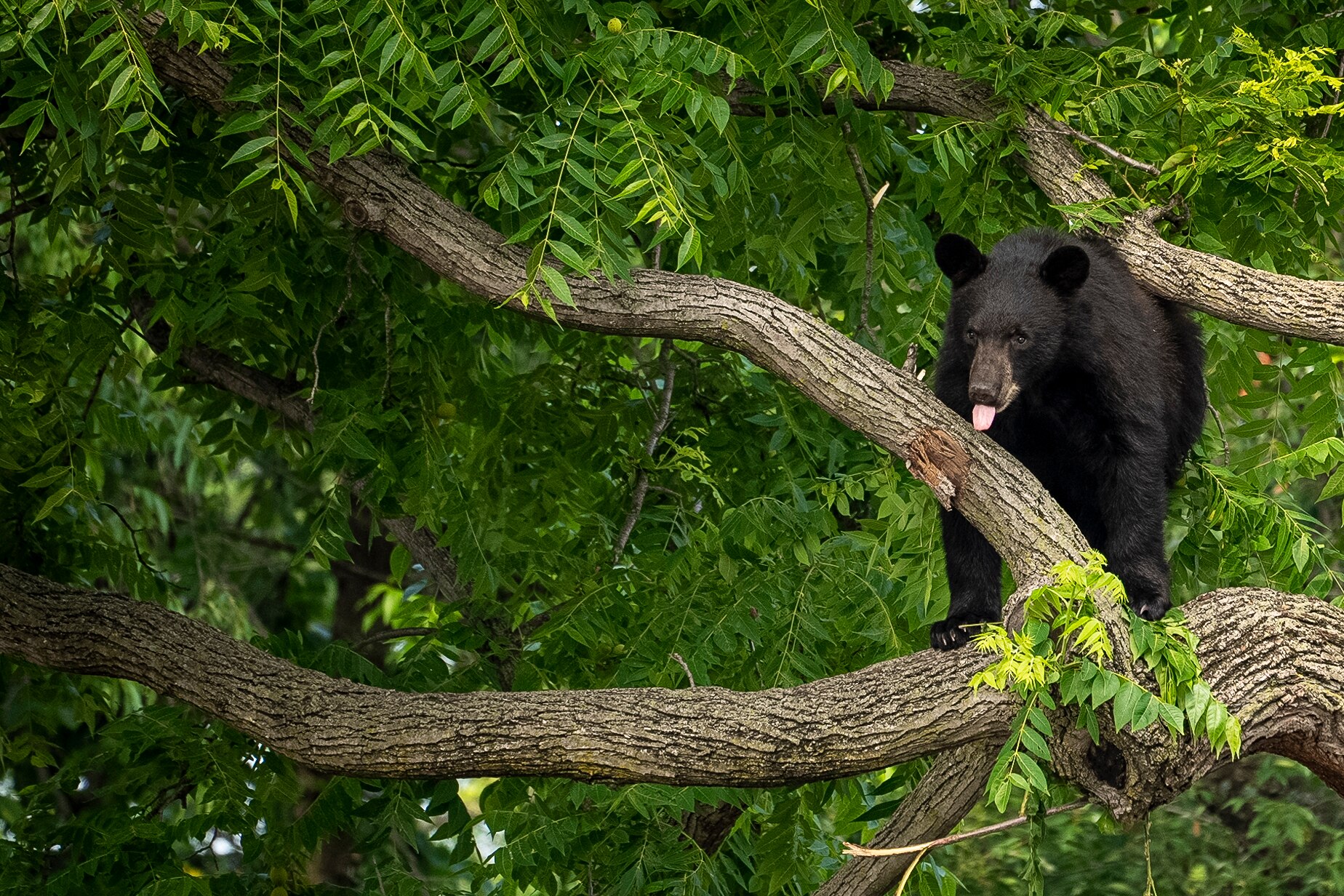 Bear captured in Washington suburb after wandering through backyards ...