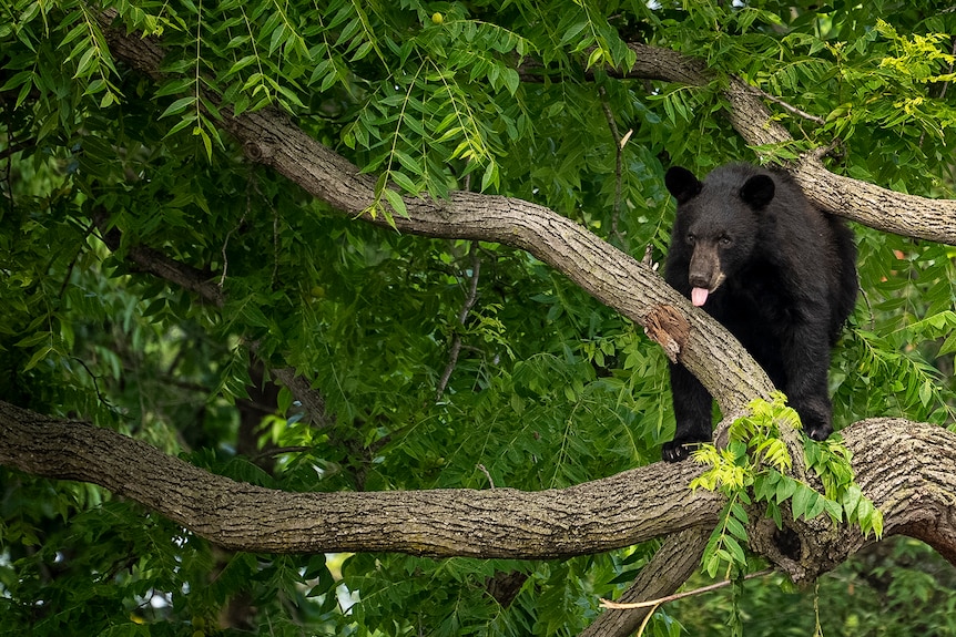 A bear appears to stick out its tongue as it looks down from a tree branch